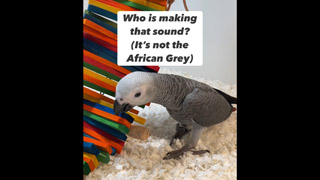 Which Bird Makes This Sound? 🤔