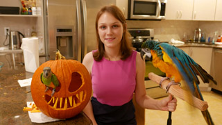 Rachel Blue & Gold Macaw - Pumpkin Carving