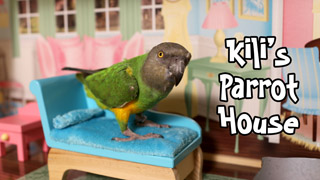 Kili Senegal Parrot Open House