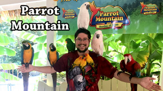 Parrot Mountain - A Trilling Parrot Attraction to Visit