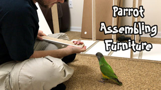 Kili Senegal Parrot Helping Assemble Furniture