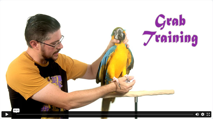 Grab Training a Parrot for Vet Care & Trust