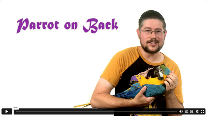 Teach Parrot to Lay on Back