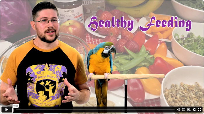 Healthy Feeding for Parrots