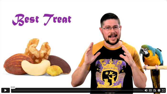 Perfect Treat for Parrot Training