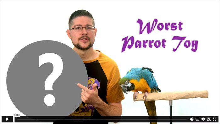 This Common Parrot Toy Makes Parrots Become Aggressive!
