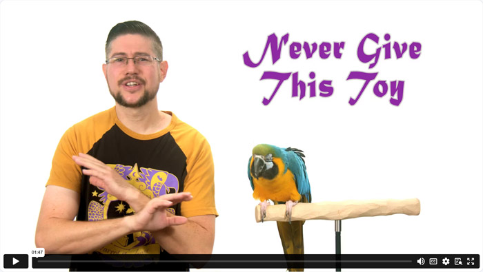 Never Give This To Your Parrot To Play With!