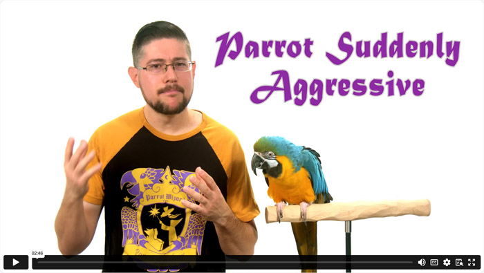 Parrot Suddenly Became Aggressive