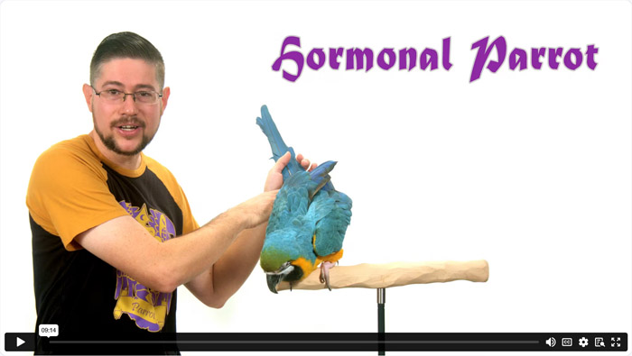 Hormonal Parrot Behavior Solutions