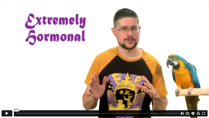 Extremely Hormonal Parrot Solutions