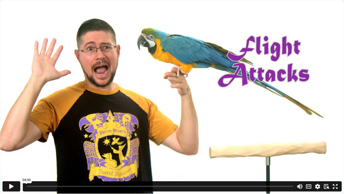 Parrot Flies to Attack, What to Do?