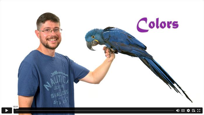Colors for Better Parrot Bonding