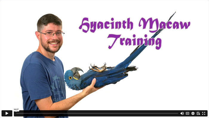 Hyacinth Macaw Training