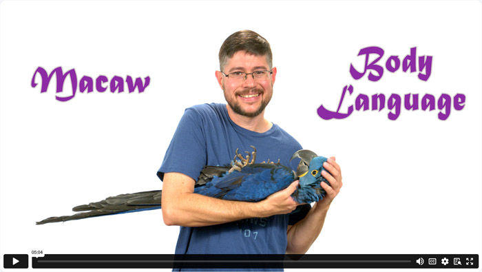 Hyacinth and Macaw Body Language