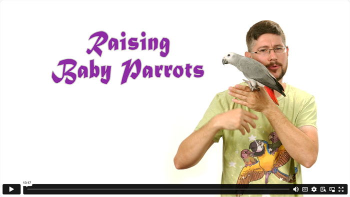 Techniques for Raising Baby Parrots