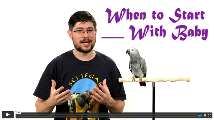 When to Start ___ With a Baby Parrot