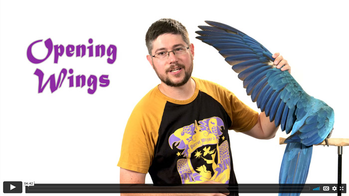 Opening Wings - Baby Parrot