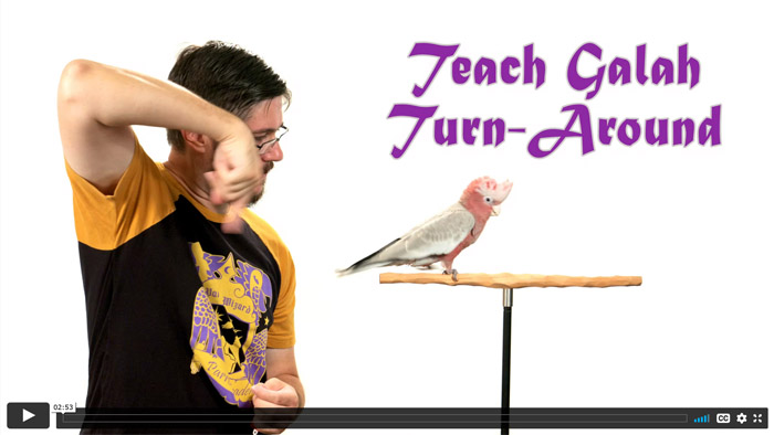 Teaching a Rose Breasted Cockatoo the Turn Around Trick