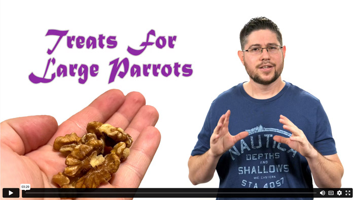 Best Treats for Training Large Parrots