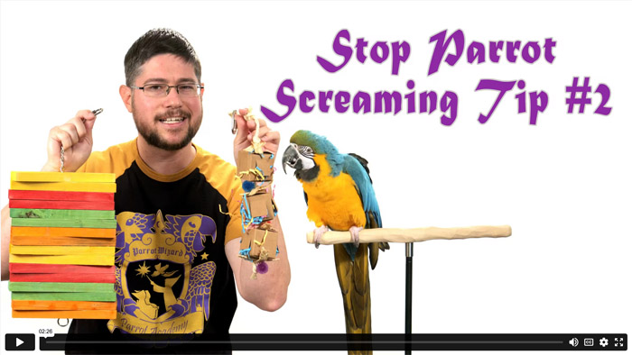 Stop Parrot Screaming - Tip #2