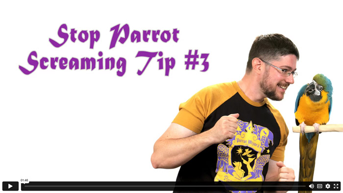 Stop Parrot Screaming - Tip #3