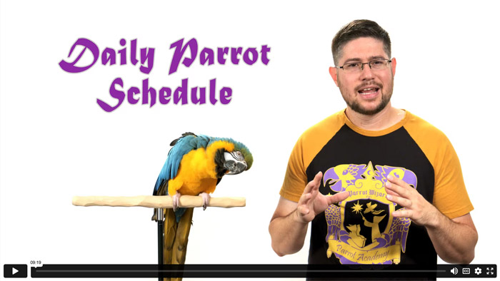 Daily Parrot Schedule