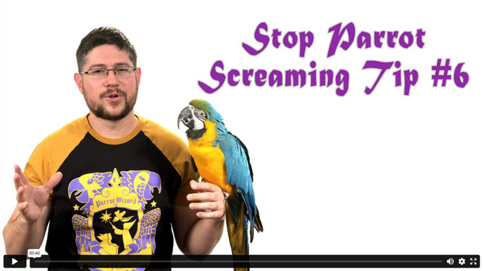 Stop Parrot Screaming - Tip #6