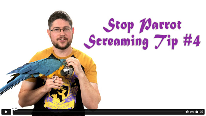 Stop Parrot Screaming - Tip #4