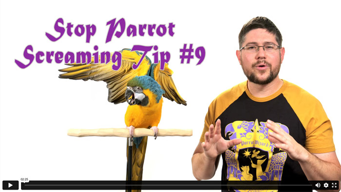 Stop Parrot Screaming - Tip #9