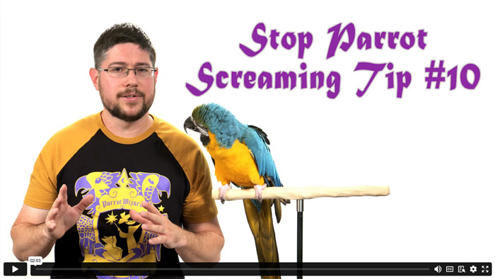 Stop Parrot Screaming - Tip #10