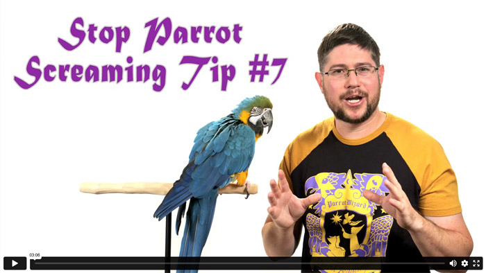 Stop Parrot Screaming - Tip #7