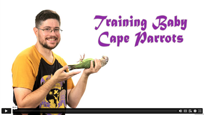 Training Baby Cape Parrots