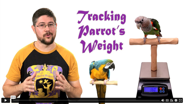 Important Information About Weighing Your Parrot