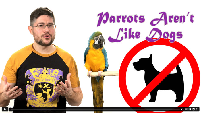 Parrots Are Not Like Dogs!