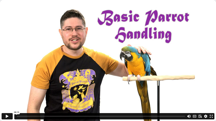 Basic Parrot Handling