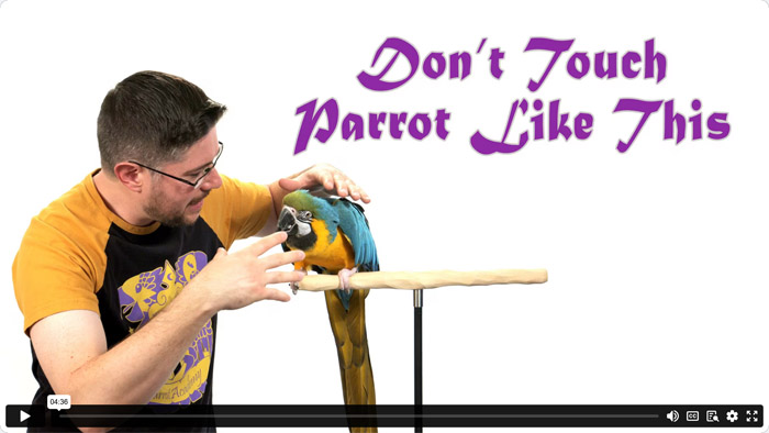 How Not to Approach Parrot With Your Hands