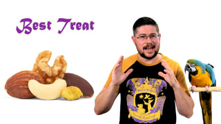 Perfect Treat for Parrot Training