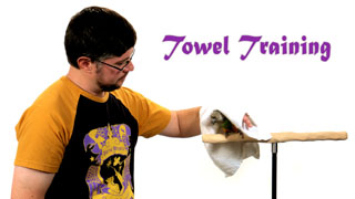 Toweling a Parrot and Voluntary Towel Training