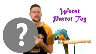 This Common Parrot Toy Makes Parrots Become Aggressive!