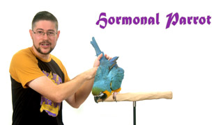 Hormonal Parrot Behavior Solutions