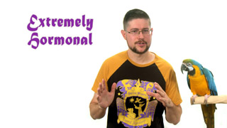 Extremely Hormonal Parrot Solutions