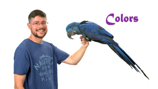 Colors for Better Parrot Bonding