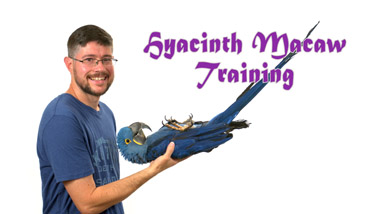 Hyacinth Macaw Training
