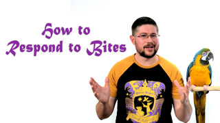 How to Respond to Parrot Bites