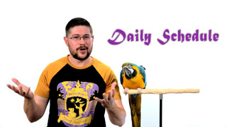 Daily Schedule for Improved Parrot Behavior