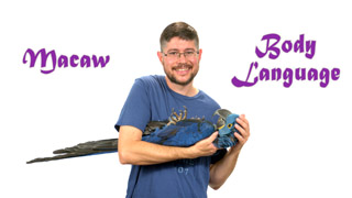 Hyacinth and Macaw Body Language