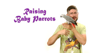 Techniques for Raising Baby Parrots