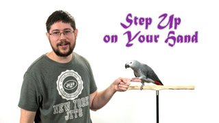 Teaching Parrot to Step Up on Your Hand