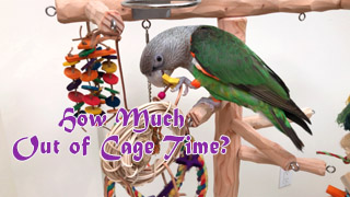 How Much Out of Cage Time Does a Parrot Need?