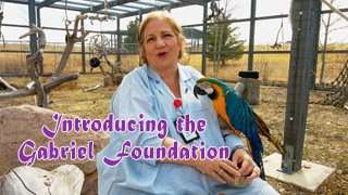 Introducing the Gabriel Foundation